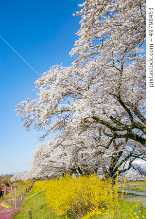 Shiro Ishikawa Ichimokusen Sakura Ichimokusen Sakura Cherry blossom trees 49798453