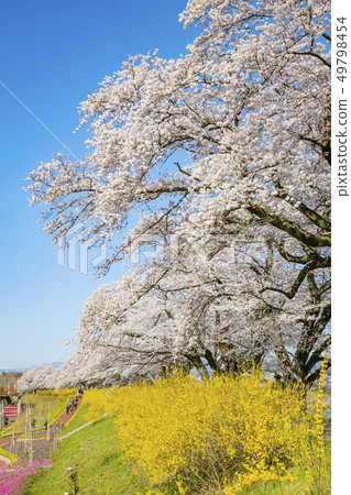 Shiro Ishikawa Ichimokusen Sakura Ichimokusen Sakura櫻花樹 Shiro Ishikawa Ichimokusen Sakura Ichimokusen Sakura櫻花樹 49798454