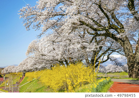 Shiro Ishikawa Ichimokusen Sakura Ichimokusen Sakura Cherry blossom trees 49798455