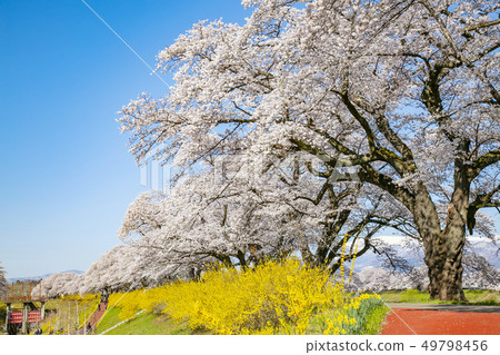 Shiro Ishikawa Ichimokusen Sakura Ichimokusen Sakura Cherry blossom trees 49798456