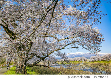 Shiro Ishikawa Ichimokusen Sakura Ichimokusen Sakura櫻花樹 49798464