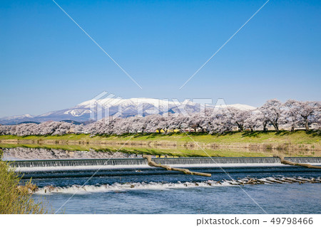 Shiro Ishikawa Ichimokusen Sakura Ichimokusen Sakura Cherry blossom trees 49798466