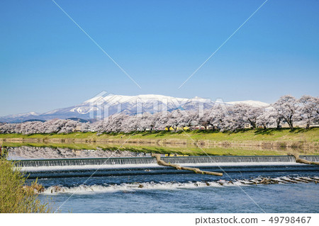 Shiro Ishikawa Ichimokusen Sakura Ichimokusen Sakura Cherry blossom trees 49798467