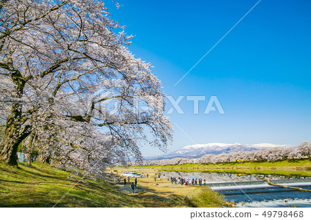 Shiro Ishikawa Ichimokusen Sakura Ichimokusen Sakura Cherry blossom trees 49798468