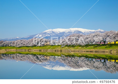 Shiro Ishikawa Ichimokusen Sakura Ichimokusen Sakura Cherry blossom trees 49798476