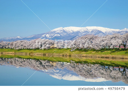 Shiro Ishikawa Ichimokusen Sakura Ichimokusen Sakura Cherry blossom trees 49798479