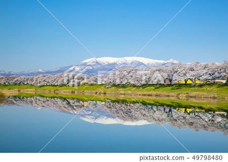 Shiro Ishikawa Ichimokusen Sakura Ichimokusen Sakura Cherry blossom trees 49798480