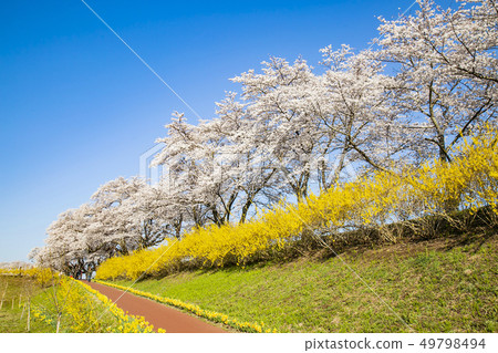 Shiro Ishikawa Ichimokusen Sakura Ichimokusen Sakura櫻花樹 49798494