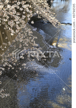 Cherry blossoms of Ishigami Ikawa Tokyo 49798595