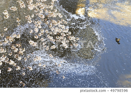 Cherry blossoms of Ishigami Ikawa Tokyo 49798596