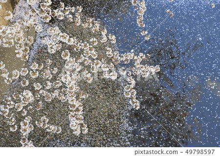 Cherry blossoms of Ishigami Ikawa Tokyo 49798597