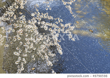 Cherry blossoms of Ishigami Ikawa Tokyo 49798598