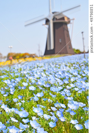 Nemophila blooming on the hill of a windmill 49798851