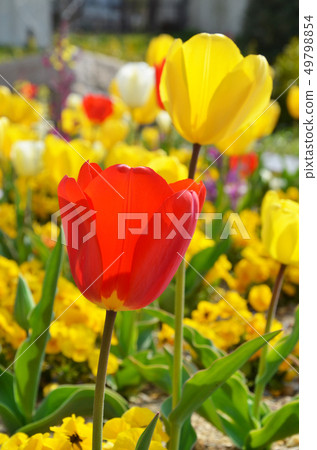 Flowers in the flower bed Flowers in the flower bed 49798854