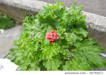 大黃花和瓢蟲 49798871