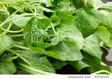 Wasabi's stem 49799105