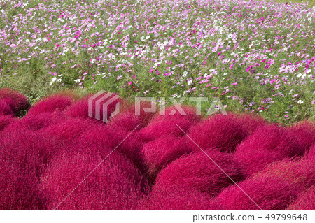 宇宙和科基亞 宇宙和科基亞 49799648