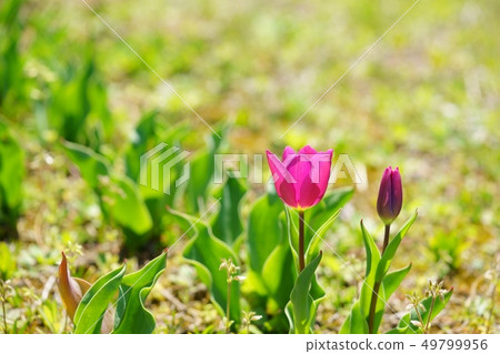 Tulip 2 transparent to the back light Tulip 2 transparent to the back light 49799956