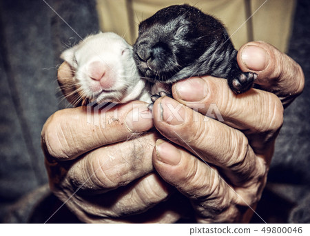 Little black and white rabbits on the hands Little black and white rabbits on the hands 49800046