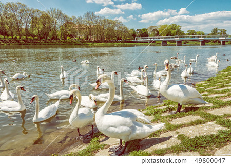 Beautiful Swans on river side with bridge, 49800047