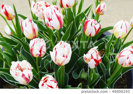 Happy generation bright tulips Happy generation bright tulips 49800293