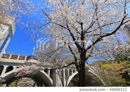 Oon Spring Otonashi River water park cherry blossoms 49800312
