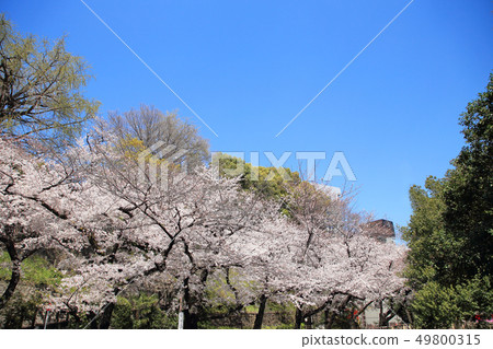 Oon Spring Otonashi River water park cherry blossoms 49800315