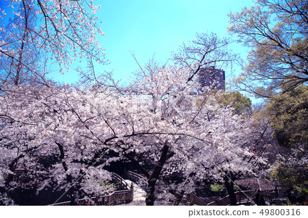 Oon春天Otonashi河水上公園櫻花 49800316