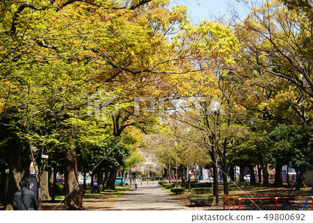 橫濱大通公園 49800692
