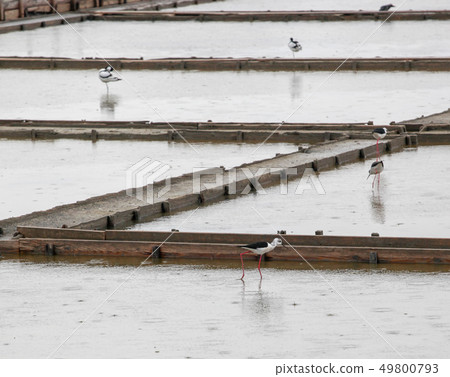 Black-Winged Stilt Wading In Water 49800793