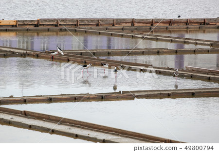 Black-Winged Stilt Wading In Water 49800794