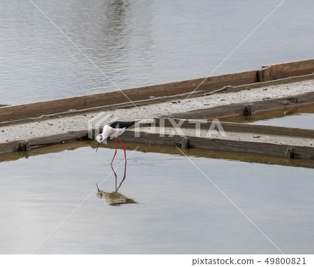 Black-Winged Stilt Wading In Water Black-Winged Stilt Wading In Water 49800821