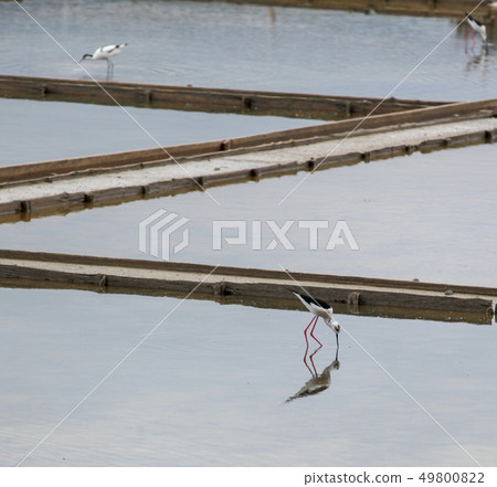 Black-Winged Stilt Wading In Water 49800822