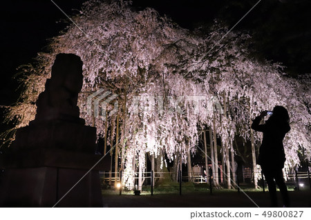 Weeping cherry blossoms of Mr. Ashwa (Ashiha Shrine light up Fukui city Fukui city) 49800827