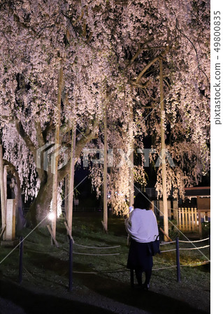 Weeping cherry blossoms of Mr. Ashwa (Ashiha Shrine light up Fukui city Fukui city) 49800835