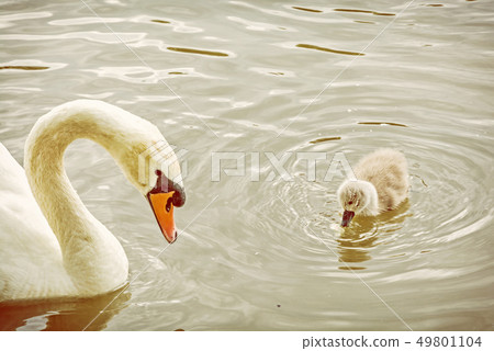 White mother swan swim with her young White mother swan swim with her young 49801104