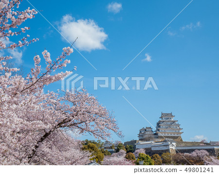 Himeji Castle in full bloom with cherry blossoms Himeji Castle in full bloom with cherry blossoms 49801241
