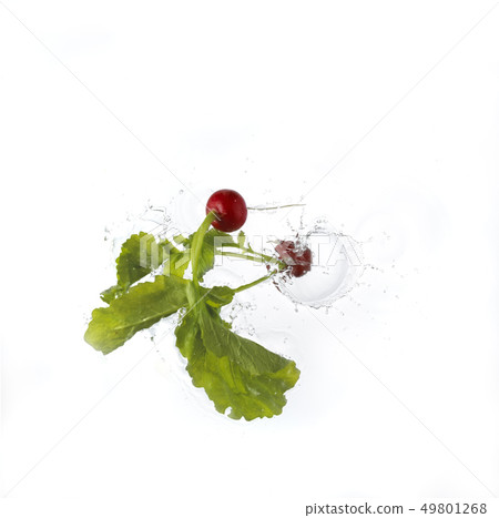 Radish falling into water Radish falling into water 49801268