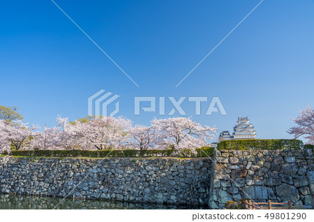 Himeji Castle in full bloom with cherry blossoms 49801290