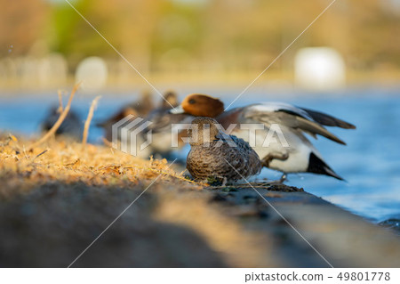 鴨父母和孩子 49801778