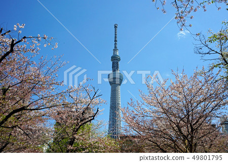 Collaboration of Sakura and Tokyo Sky Tree Tower Collaboration of Sakura and Tokyo Sky Tree Tower 49801795