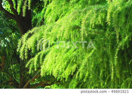 Cedar leaf 49801821