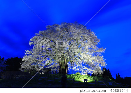 Rose Cherry 6504 49801944