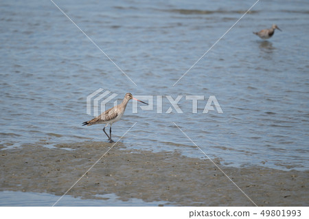 飛往吉野川口的大松鼠松鼠 49801993