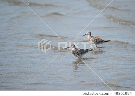 Obashiki of beautiful summer feather Obashiki of beautiful summer feather 49801994