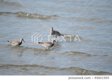 吉野川的混蛋和蝎子蚱蜢 49801995