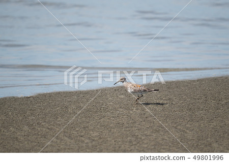 在潮灘上散步 49801996