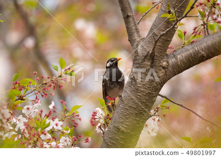 公雞鳥，椋鳥01停在櫻花樹 49801997