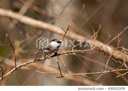 可愛的kogara ^ ^ 49802009