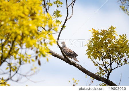 春天的居民鳥/ Kijivato 49802010